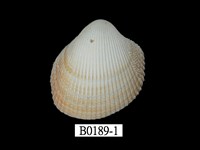 藏品(曼氏鳥尾蛤)的圖片